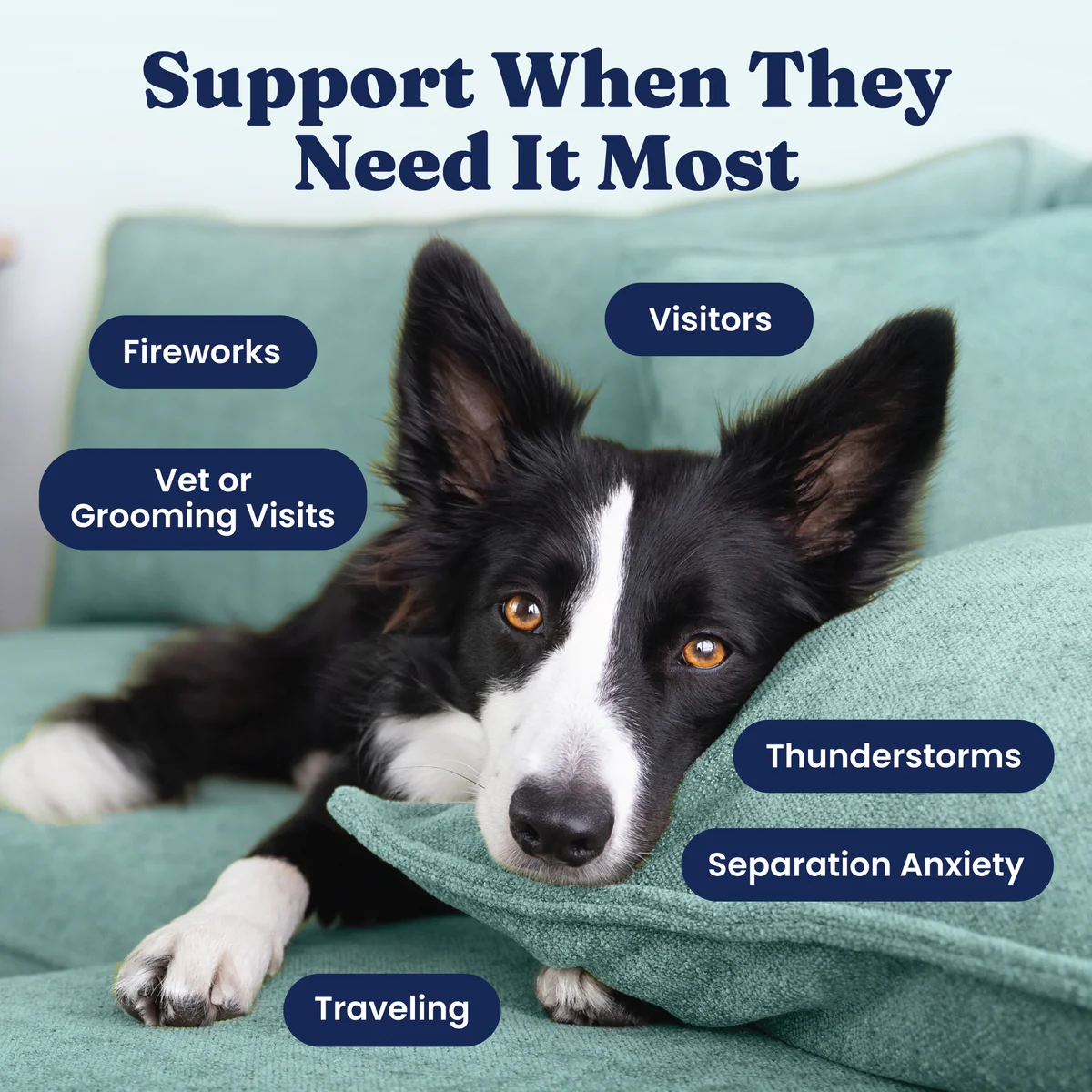 Calming Bacon Chews for Dogs - Image 3