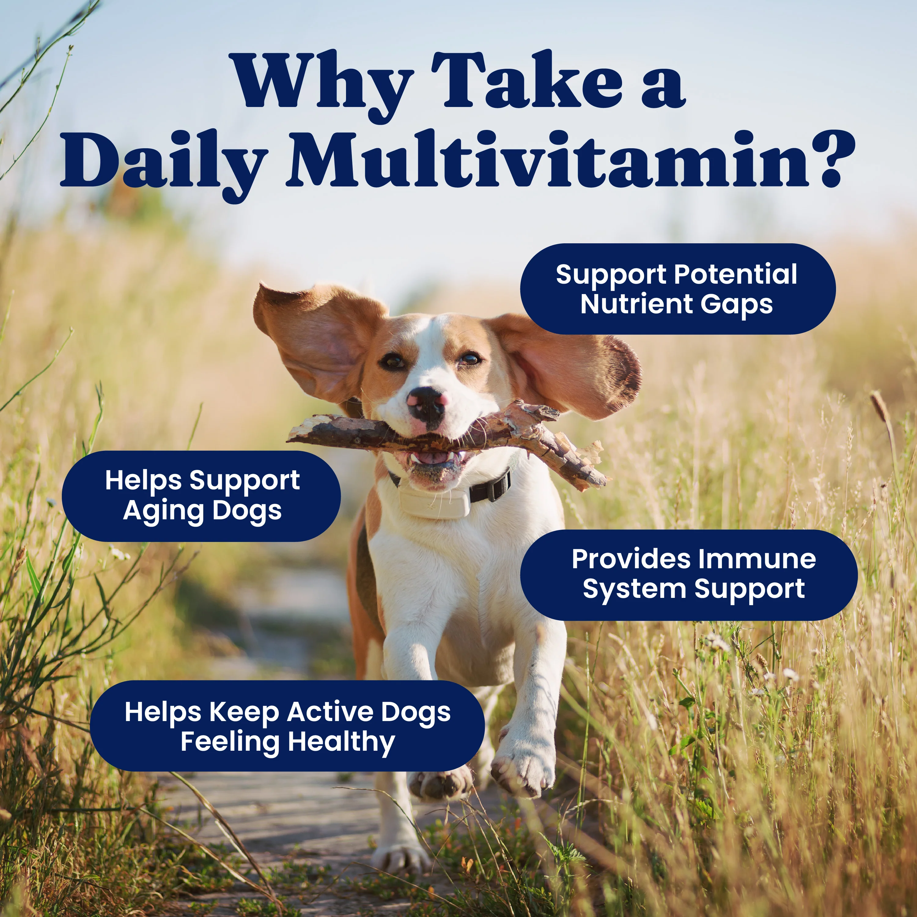 Multivitamin Chews for Dogs - Image 3