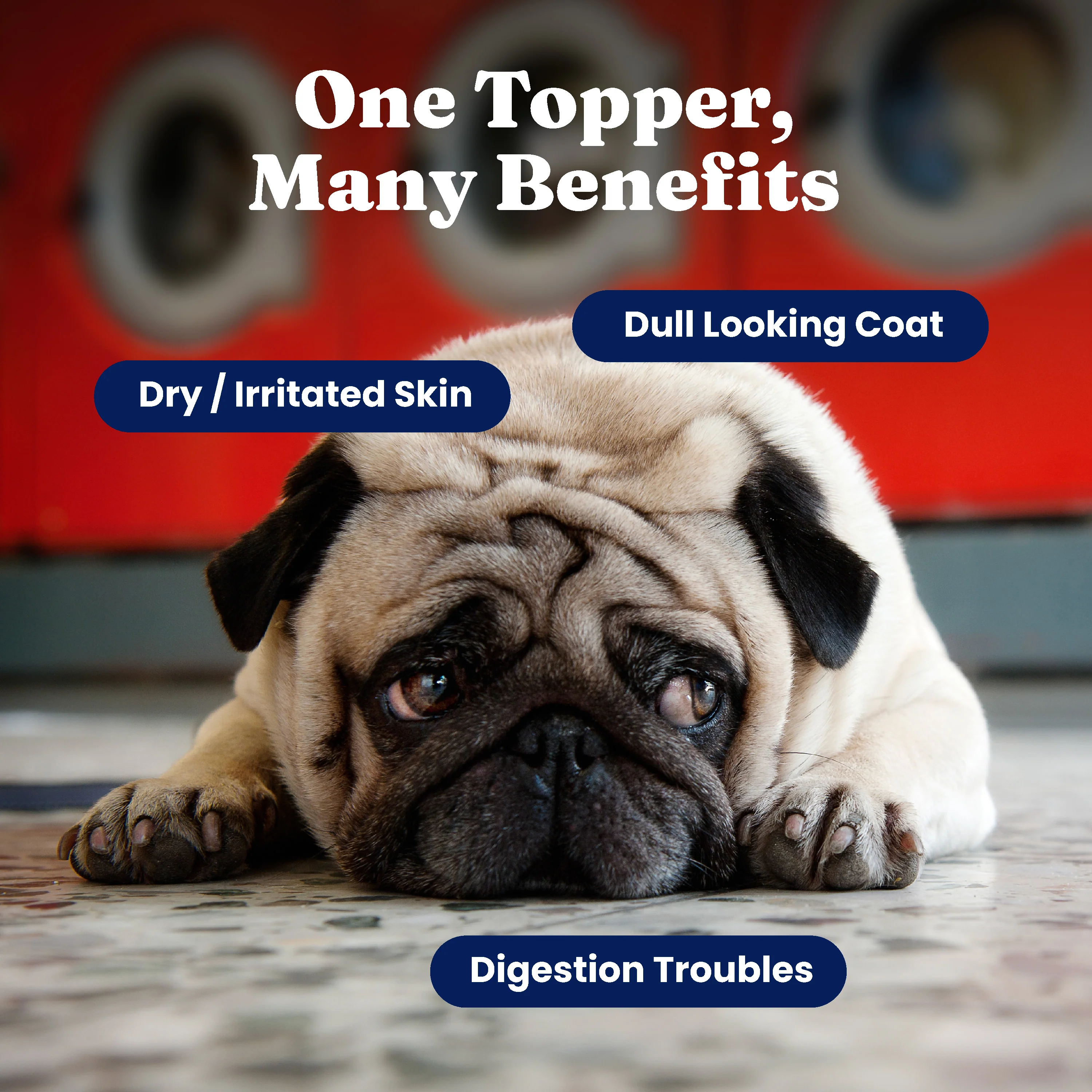 SeaMeal™ Daily Wellness Supplement Powder for Dogs & Cats - Image 3